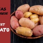 Texas Roadhouse Sweet Potato